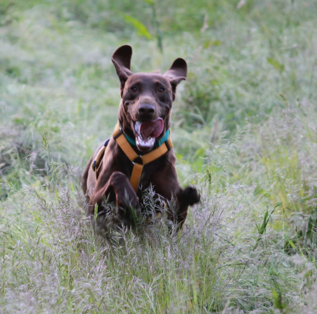 Centro cinofilo Vivere con il Cane