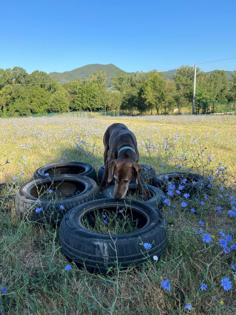 addestramento cani campo cinofilo centro cinofilo Caserta Caiazzo e provincia 