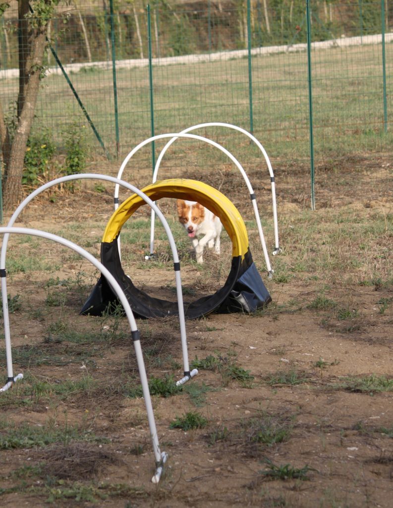 addestramento cani campo cinofilo centro cinofilo Caserta Caiazzo e provincia 