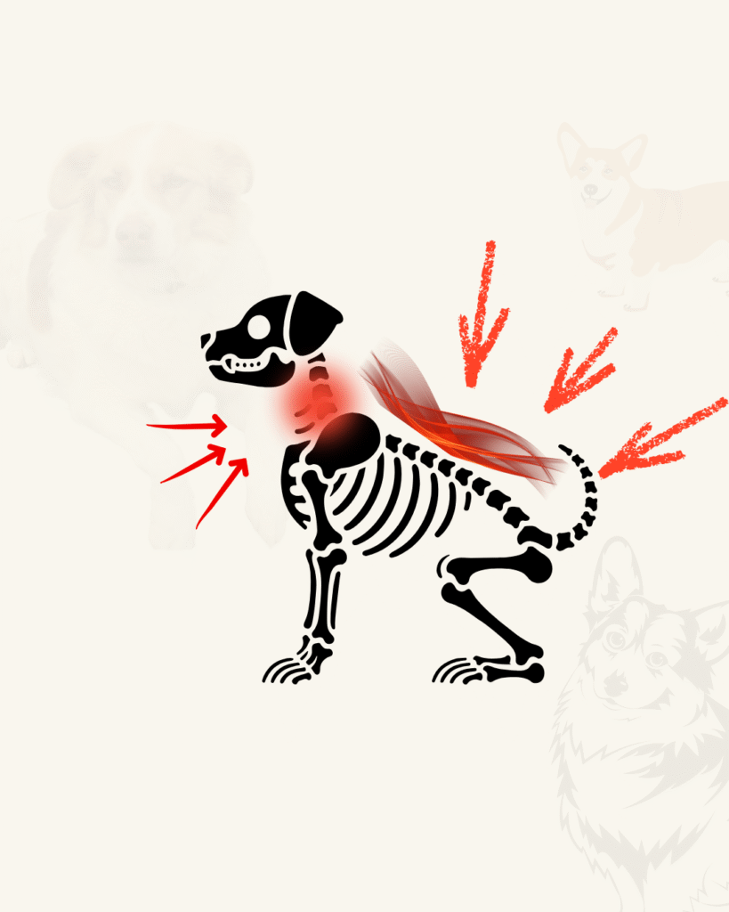 Pettorina vs. collare: danni alla colonna cervicale e vertebrale dovuti all'uso del collare