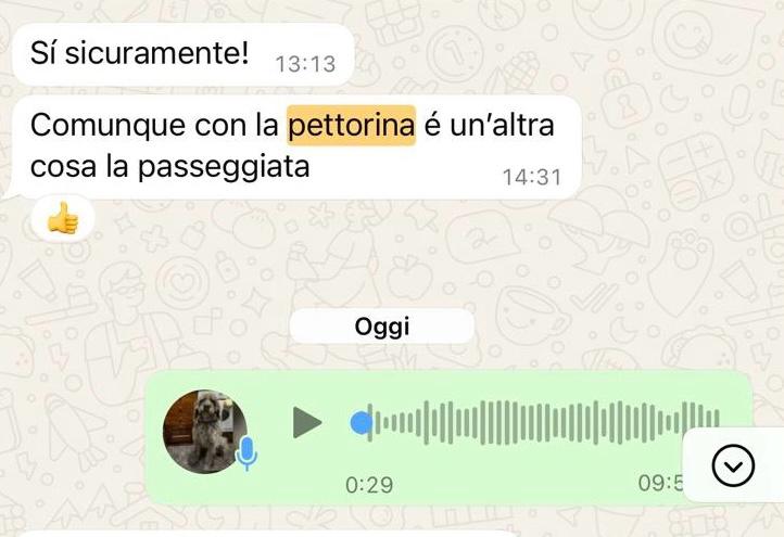 Testimonianza cliente Valeria Setter Irlandese Albert - Passeggiata migliorata con pettorina corretta - Consulenza educatore cinofilo Caiazzo.