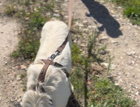 Pettorina vs collare: Cane sereno in passeggiata con pettorina - benessere e sicurezza