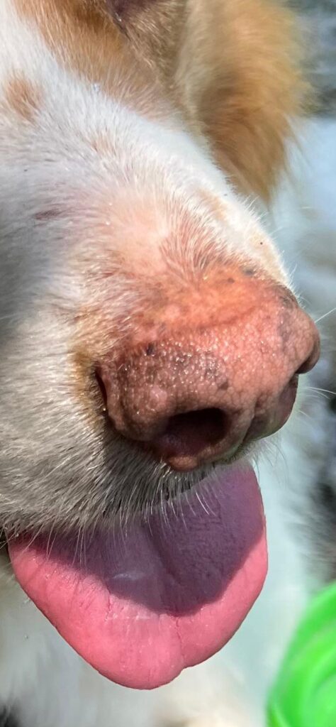 Impronte tartufo cane primo piano con pattern unico visibile