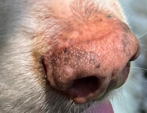 Impronte tartufo cane primo piano con pattern unico visibile