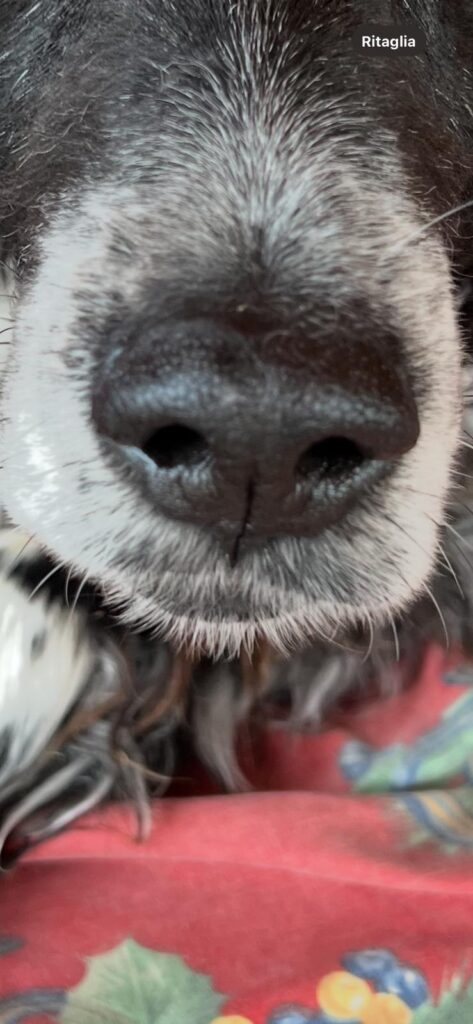 Solco Filtrale del Cane: La Guida al Philtrum ed alle sue funzioni.