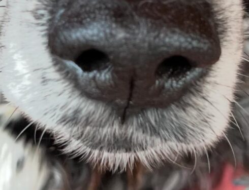 solco filtrale del cane