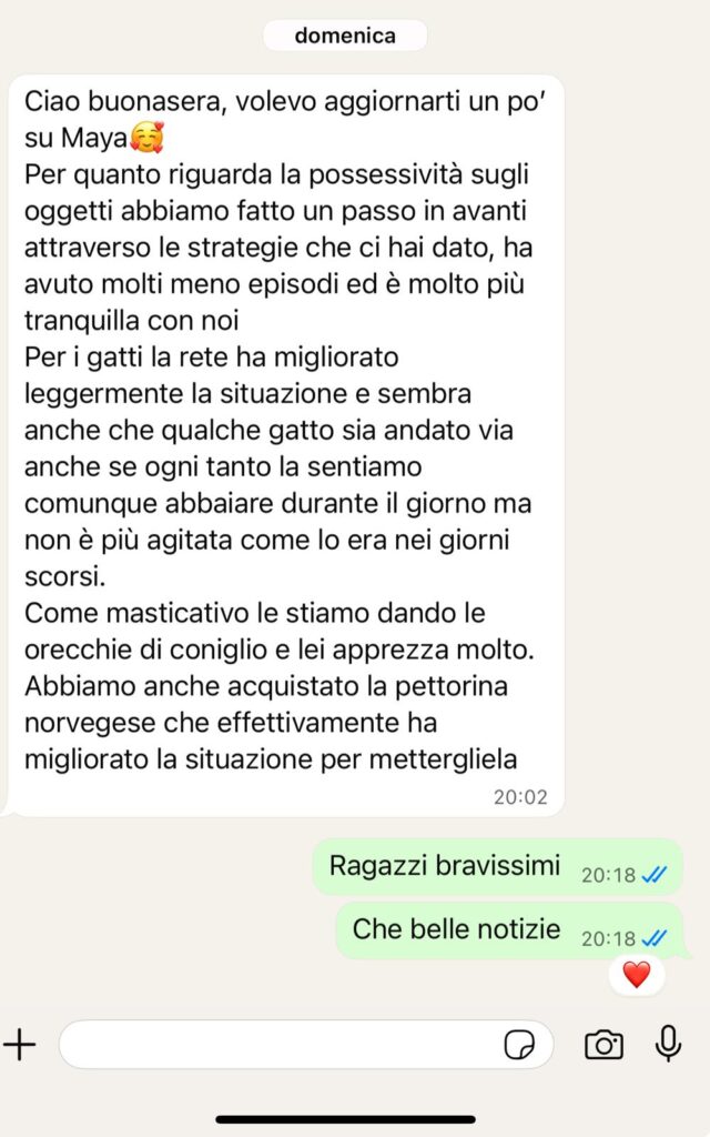 Testimonianza WhatsApp cliente A.C. Cocker Spaniel Maya - Risoluzione possessività oggetti e predazione gatti - Educatore cinofilo Caiazzo