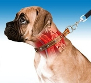 Pettorina vs collare: danni alla trachea ed all'esofago e cervicale dovuti all'uso del collare