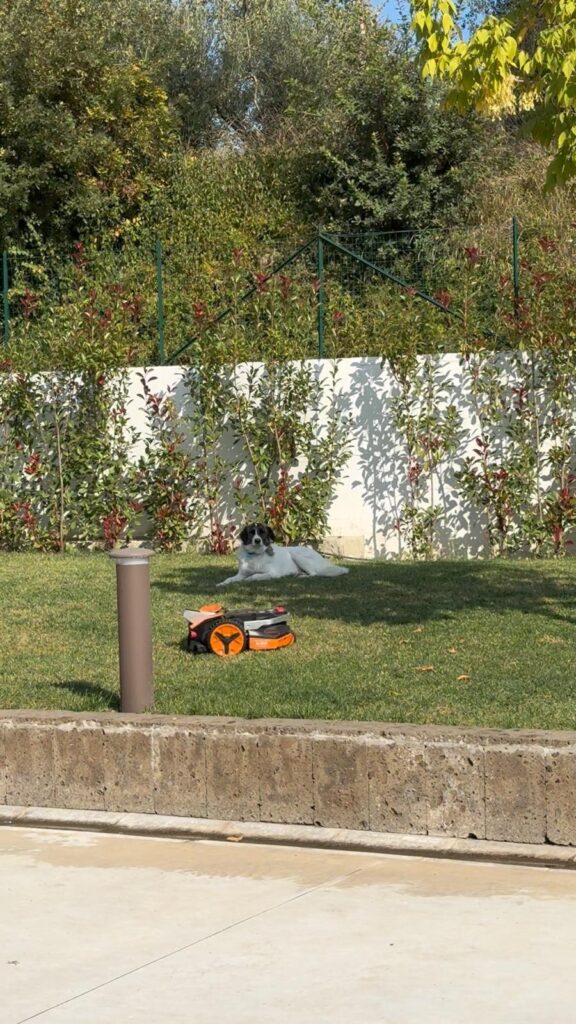 un robot tosaerba e l'adattamento del cane
