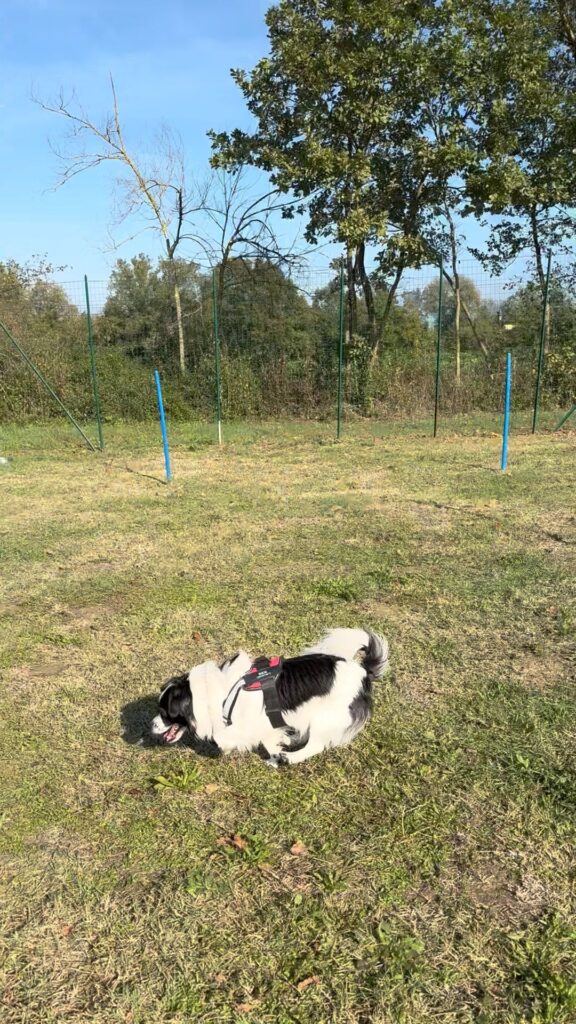 cane in fase di ritorno alla base sicura
