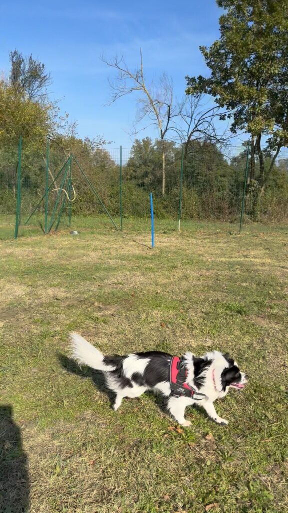cane allontanato dalla base sicura per attività di ricerca