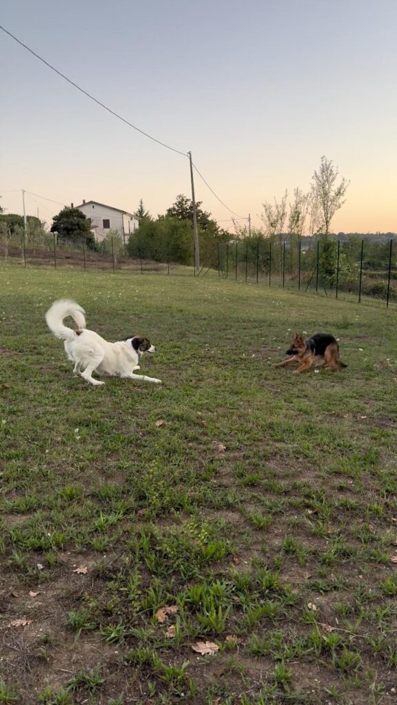 Luce cane tutor con cucciolo timoroso centro cinofilo Caiazzo