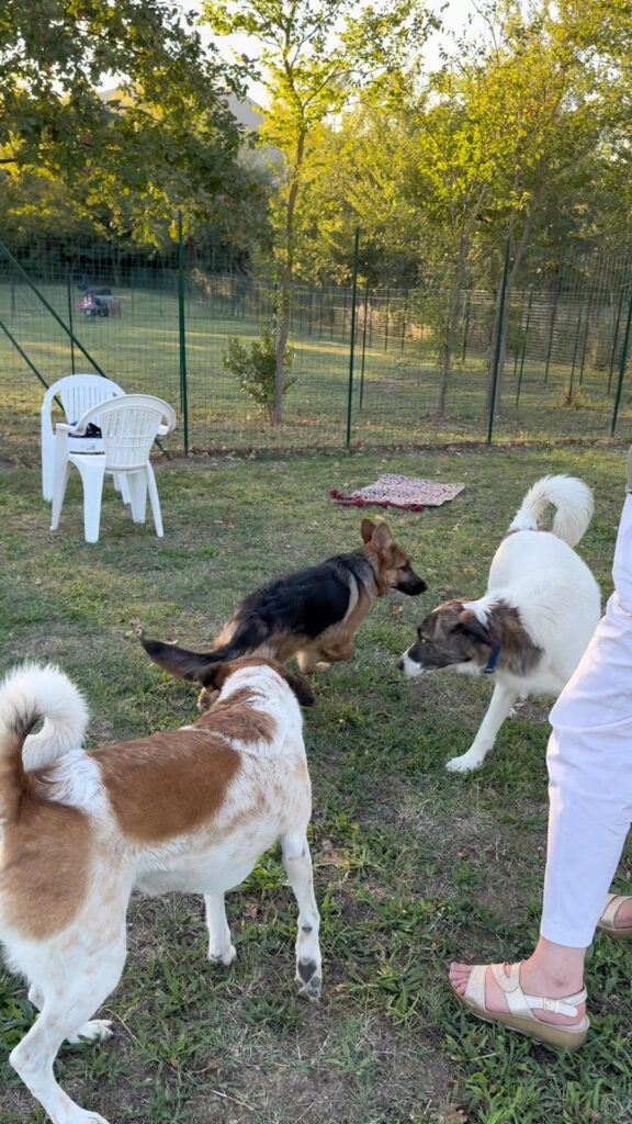 Peggy e Luce cani tutor educazione cinofila