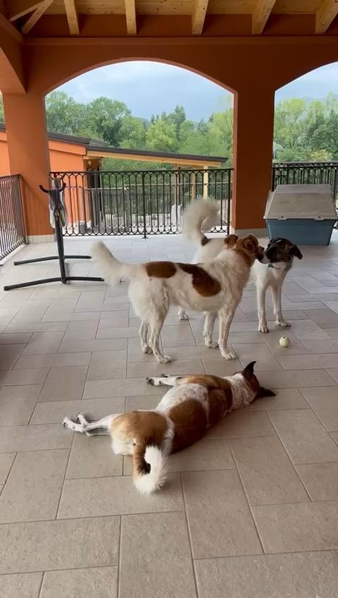 Doris Peggy e Luce cani tutor educazione cinofila