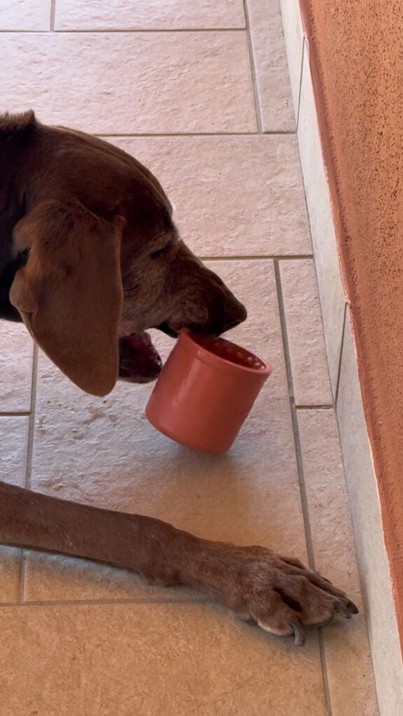 peter con lo yoggie pot-arricchimento ambientale 