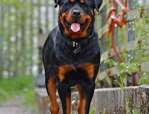 Rottweiler maschgio adulto