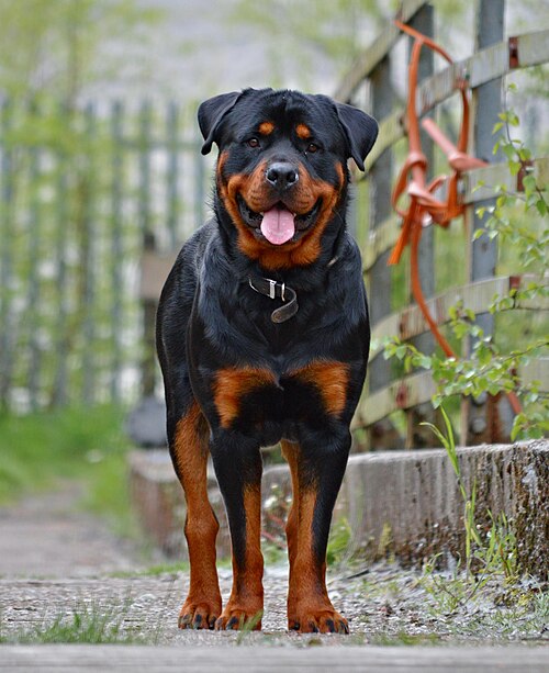 Rottweiler: carattere, storia e bisogni relazionali; quello che nessuno ti dice davvero!