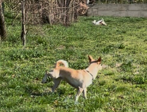 marcatura urinaria di un maschio mentre guarda una femmina