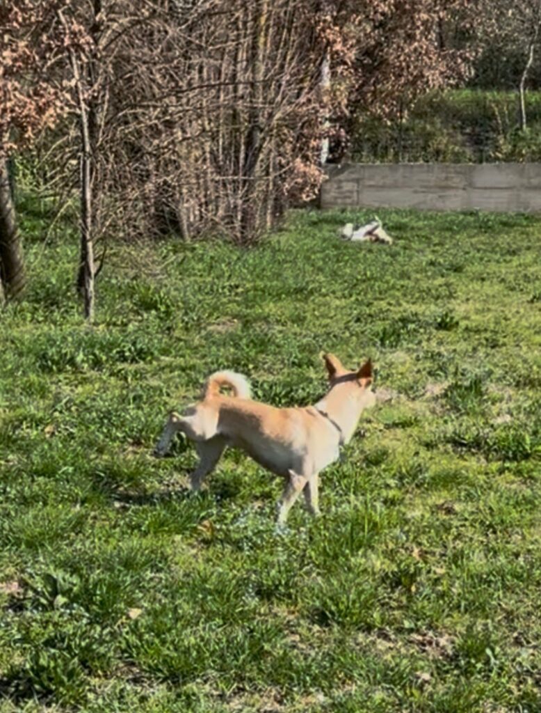 Le marcature urinarie.