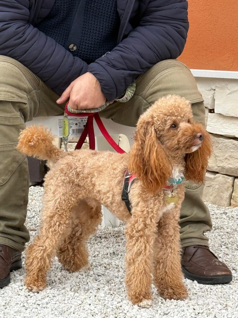 esemplare di Barboncino taglia media, maschio di tre anni.