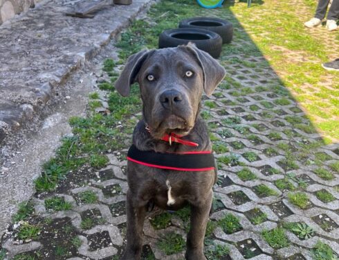 Stella cucicola di 5 mesi di cane Corso.