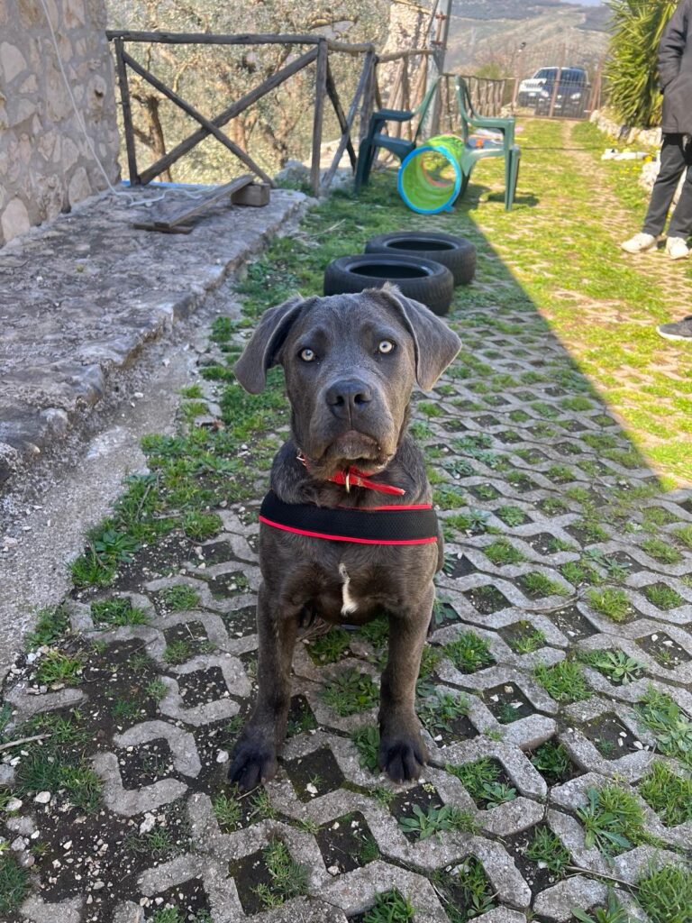 CANE CORSO