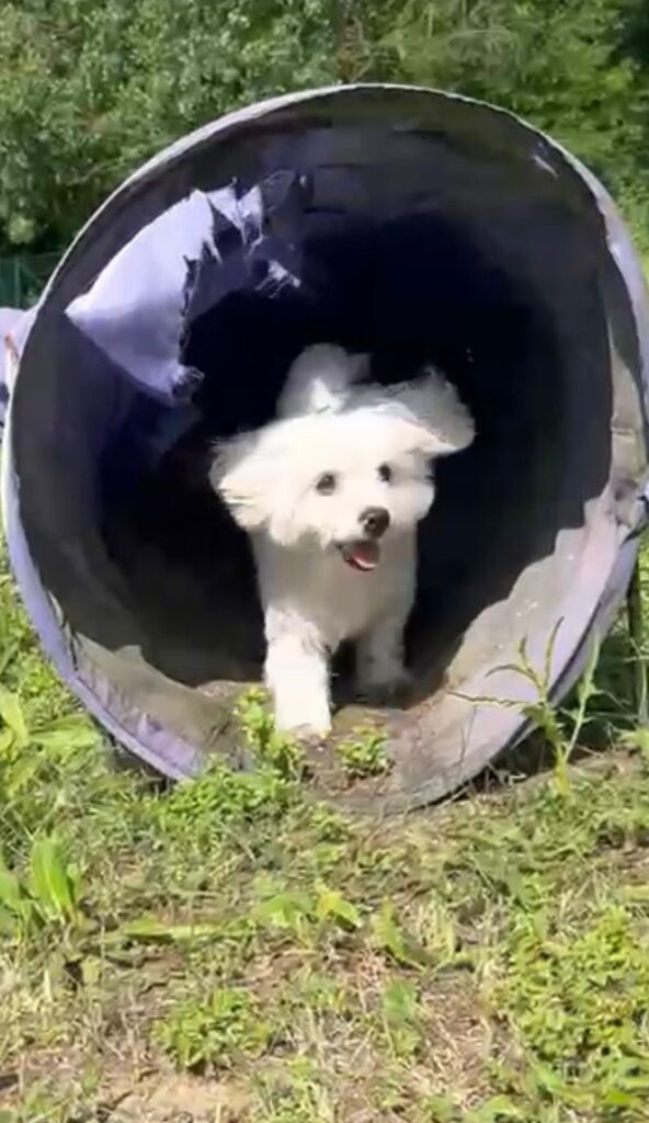 MALTESE
