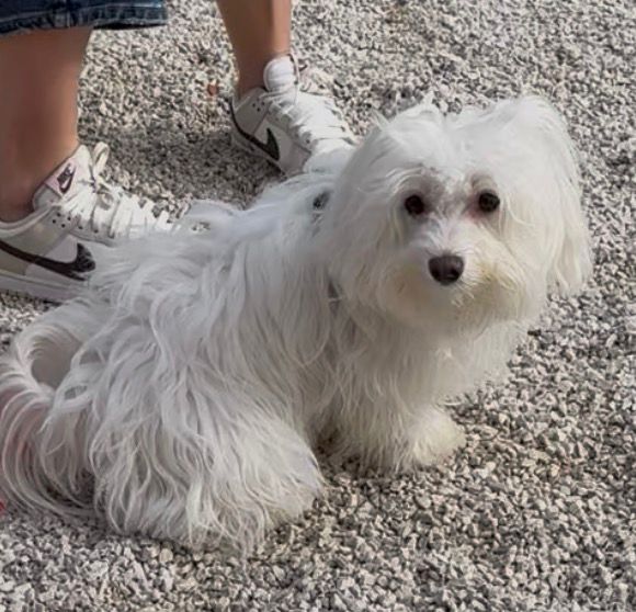 Luna femmina di maltese di circa due anni