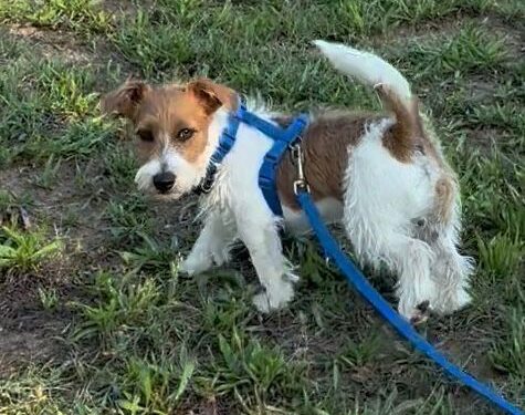 jack russell esemplare di un anno maschio