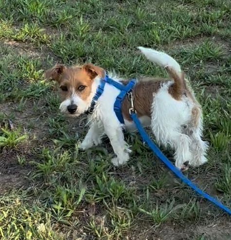 Jack Russell Terrier: tutto quello che dovresti sapere prima di adottarne uno
