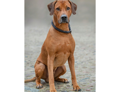 Rhodesian Ridgeback esemplare adulto