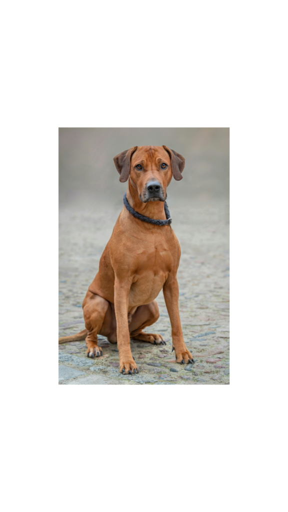 RHODESIAN RIDGEBACK