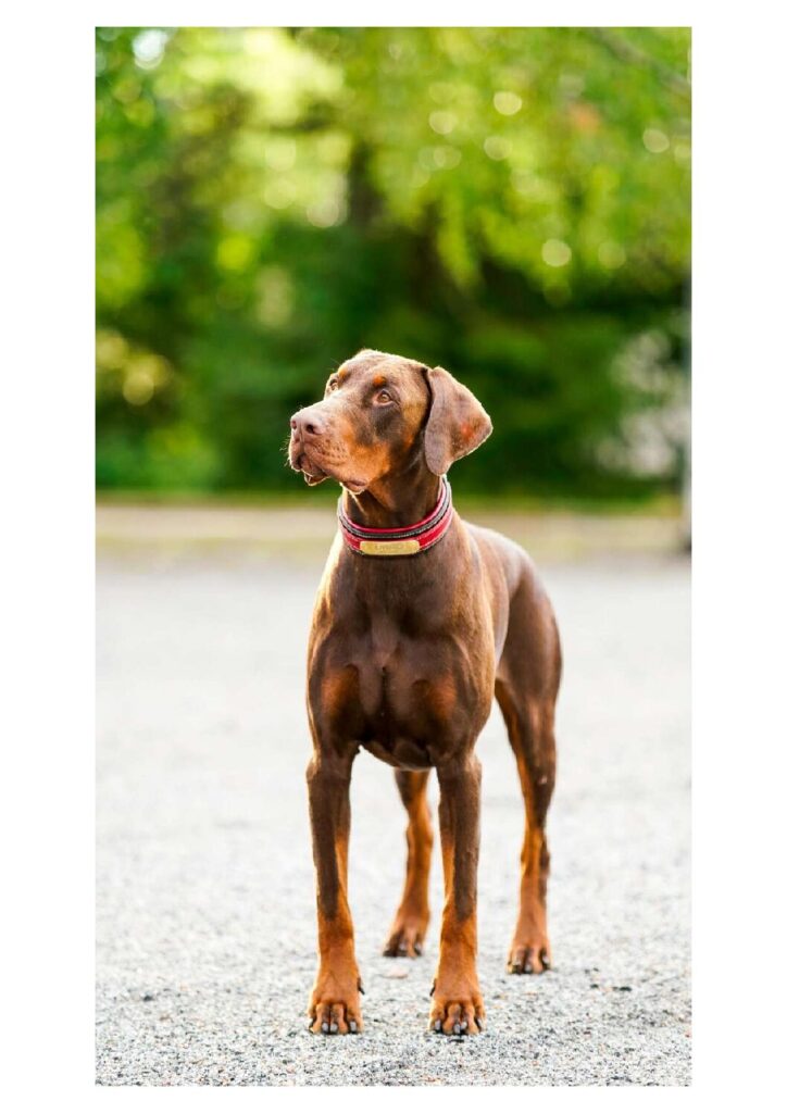 DOBERMANN