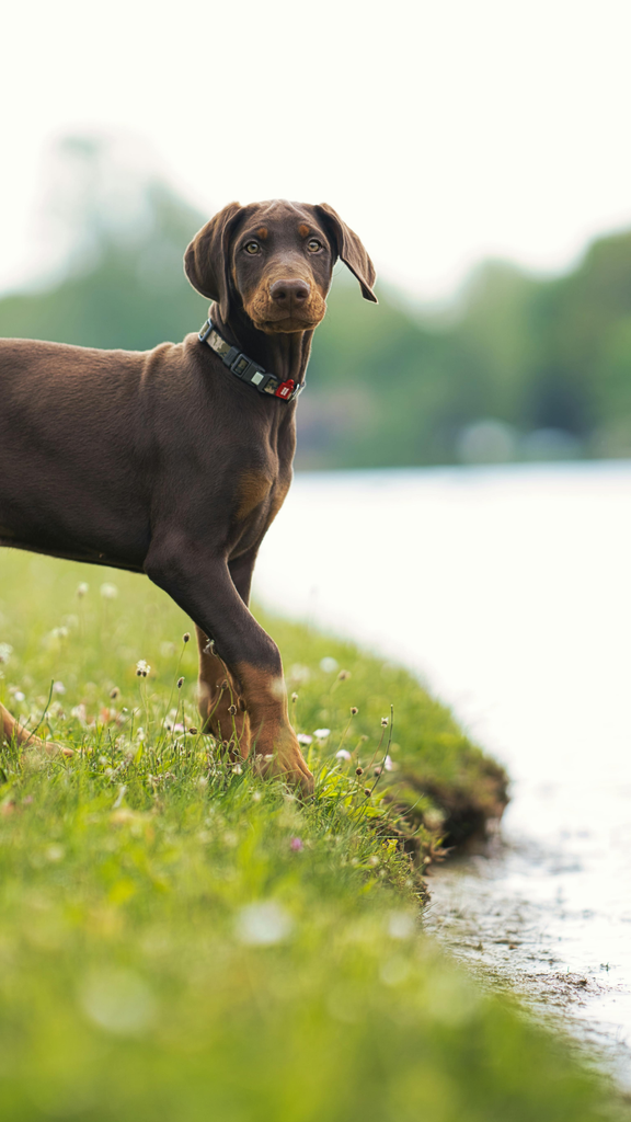 esemplare cucciolo di dobermann